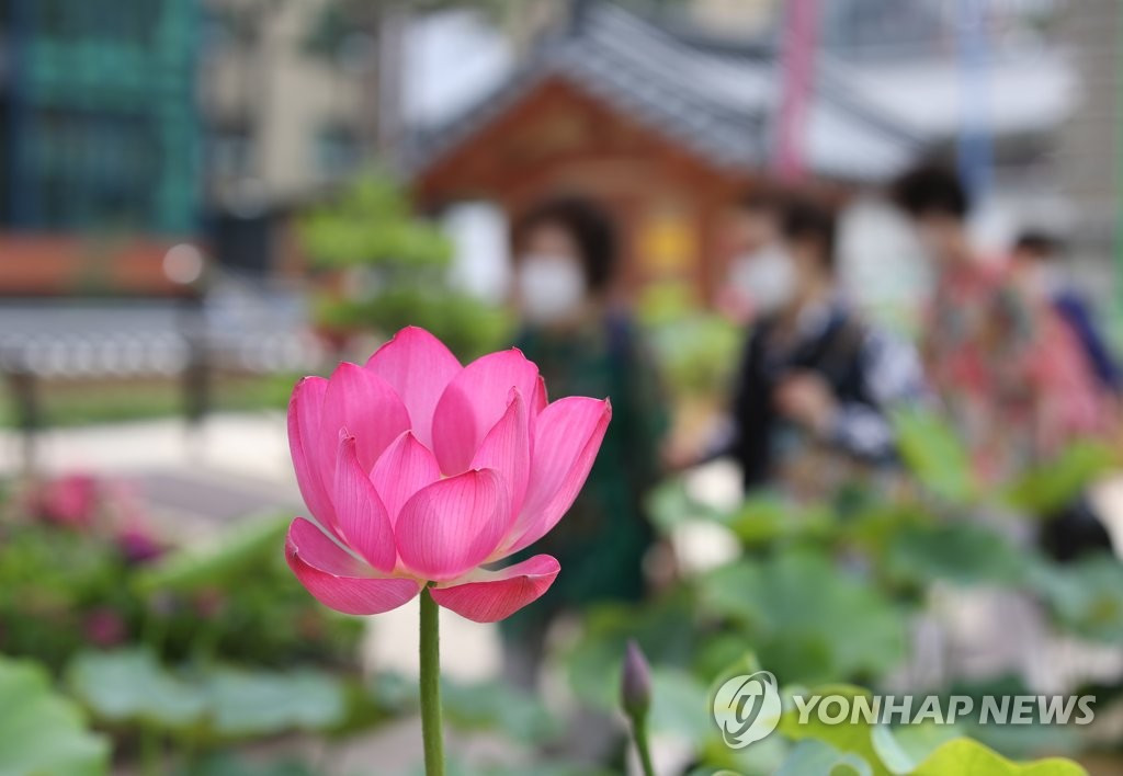 7月2日下午，首爾市鐘路區曹溪寺的荷花開得婀娜多姿。