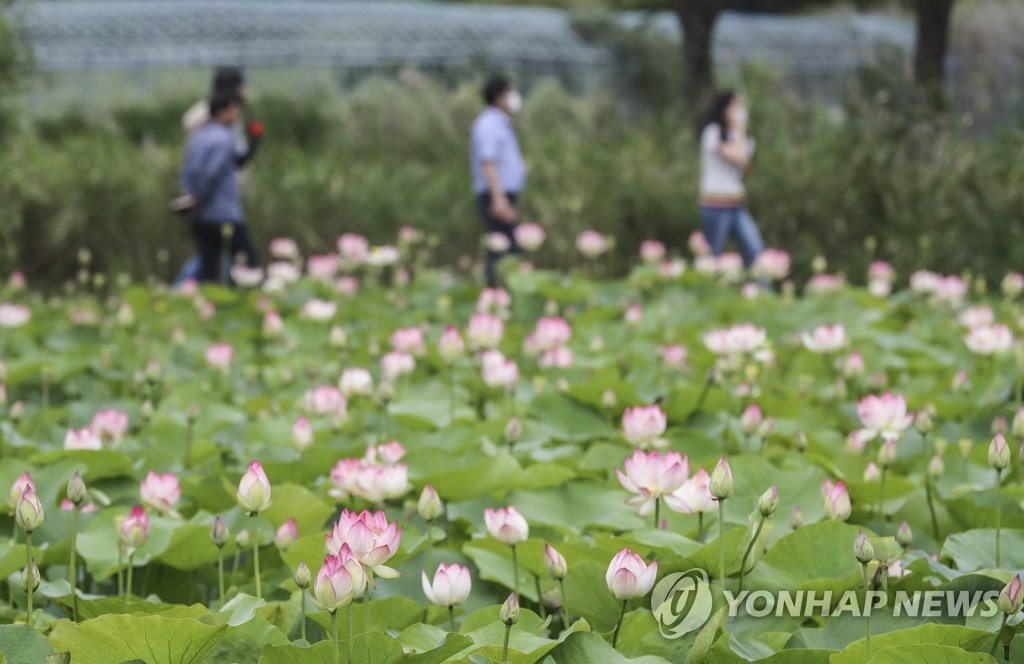 7月2日，釜山廣域市沙上區三樂生態公園中的荷花競相綻放，爭奇斗艷，美不勝收。