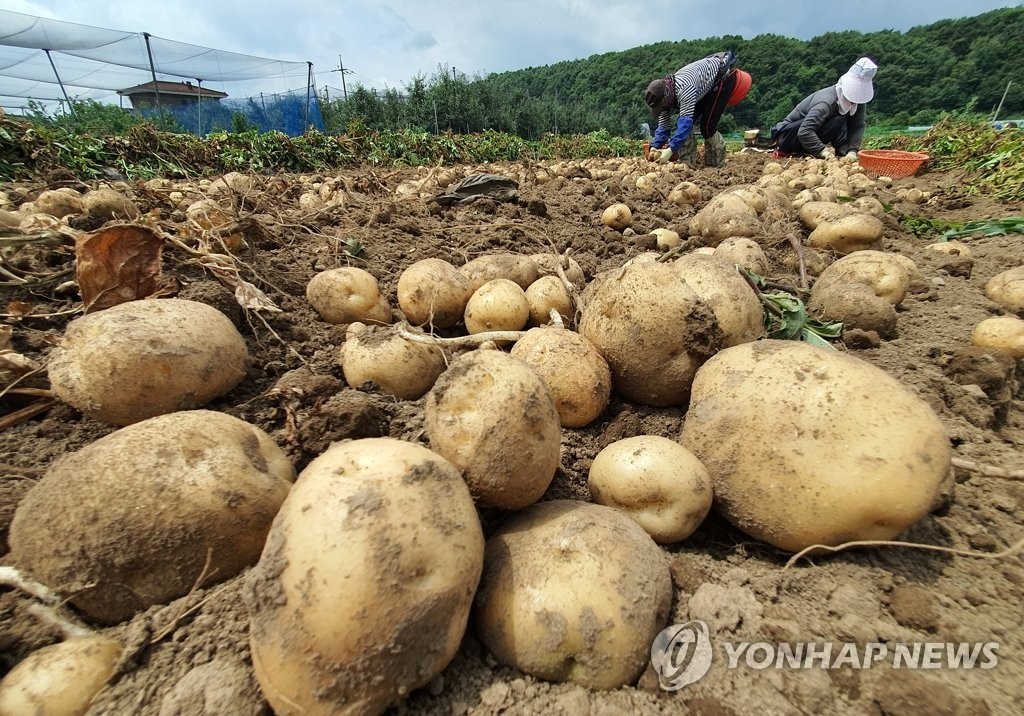 韓國江原春川市喜迎土豆大豐收【組圖】