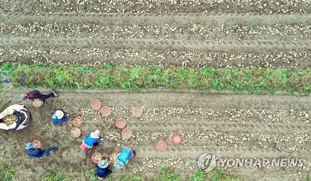 韓國江原春川市喜迎土豆大豐收【組圖】【9】