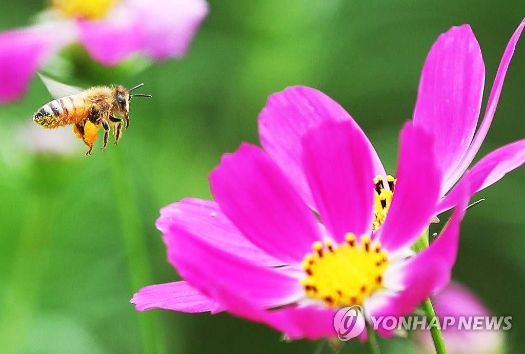 蜜蜂飛舞在嬌美的花瓣之間。