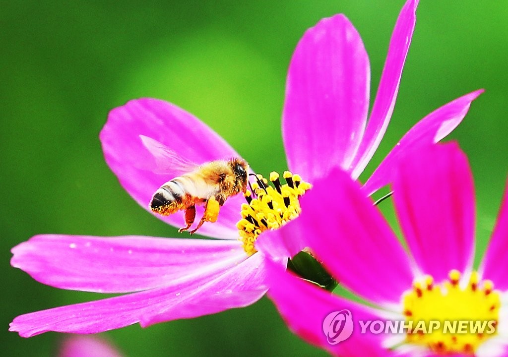 蜜蜂飛舞在嬌美的花瓣之間。