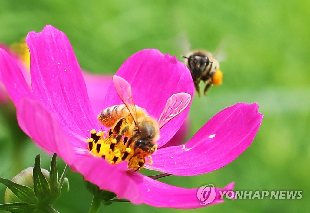 蜜蜂停於花蕊之上收集花粉。
