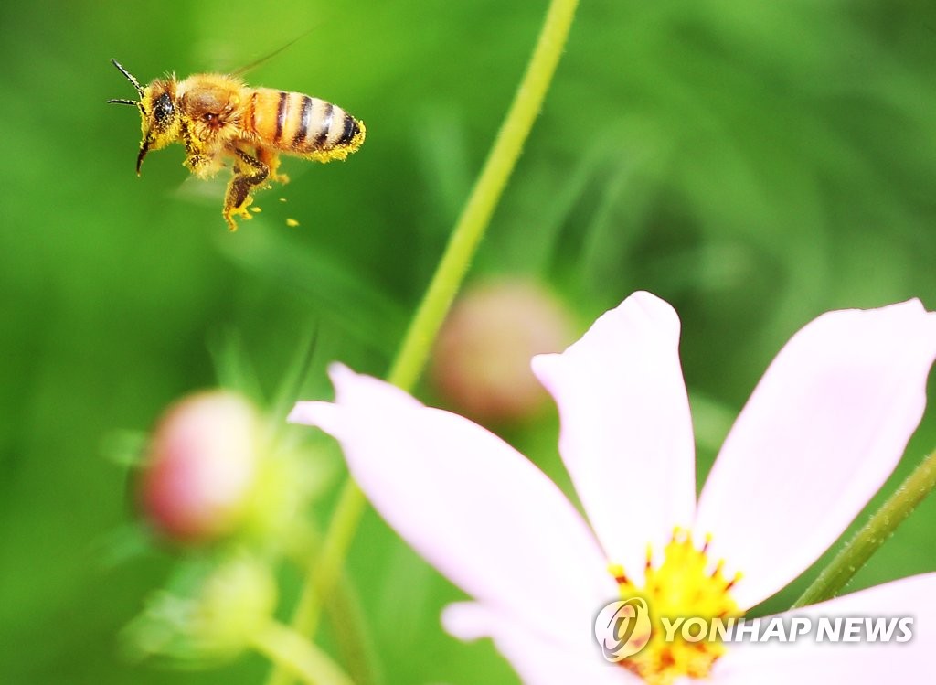 蜜蜂在花朵之間歡快起舞。