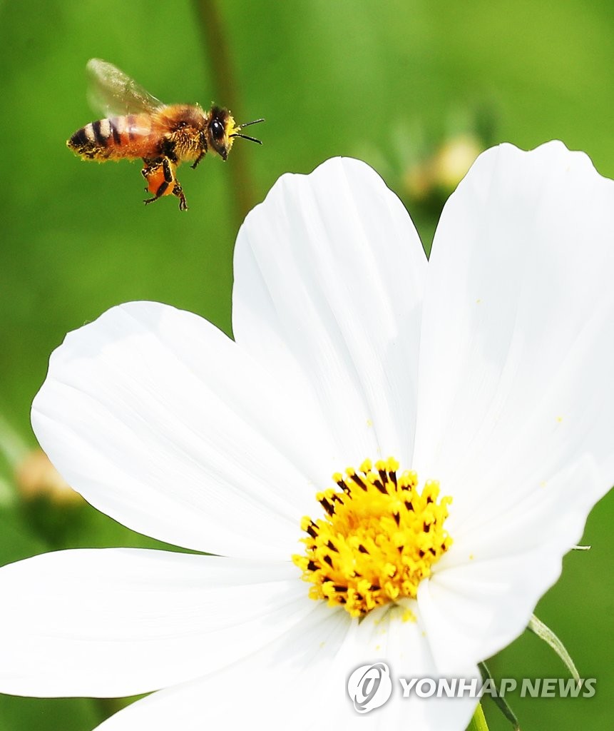 蜜蜂在花朵之間歡快起舞。