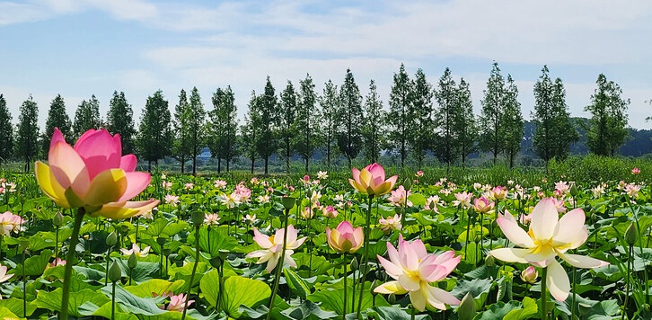 7月6日，在江原江陵市鏡浦生態低流地一帶，盛開的荷花嬌艷欲滴。