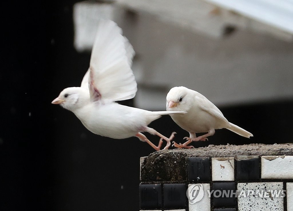 罕見！韓國春川市住宅區飛來白麻雀【組圖】