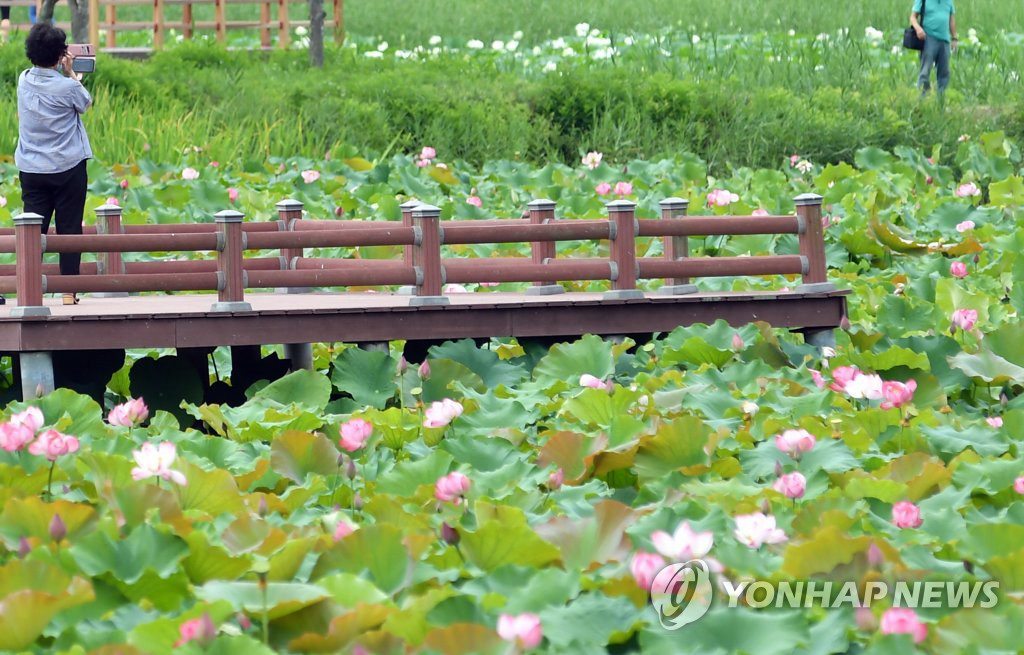 15日，在江原道華川郡蓮花小鎮，一場梅雨下過后，蓮花池中花兒開得正旺，形成一片壯麗景觀。