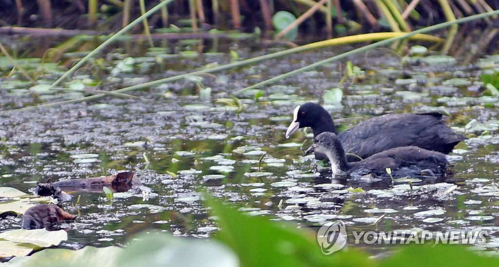15日，在江原道華川郡蓮花小鎮，雨后天晴，水雞“媽媽”帶著小水雞在蓮花池中歡快戲水。