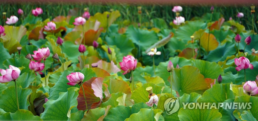 15日，在江原道華川郡蓮花小鎮，一場梅雨下過后，蓮花池中花兒開得正旺，形成一片壯麗景觀。