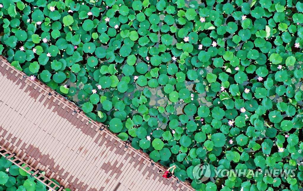 15日，在光州北區梁山湖水公園裡，一名市民正在拍攝蓮花景觀。 