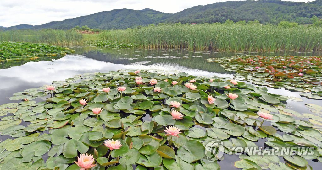 15日，在光州北區梁山湖水公園裡，荷花盛開。