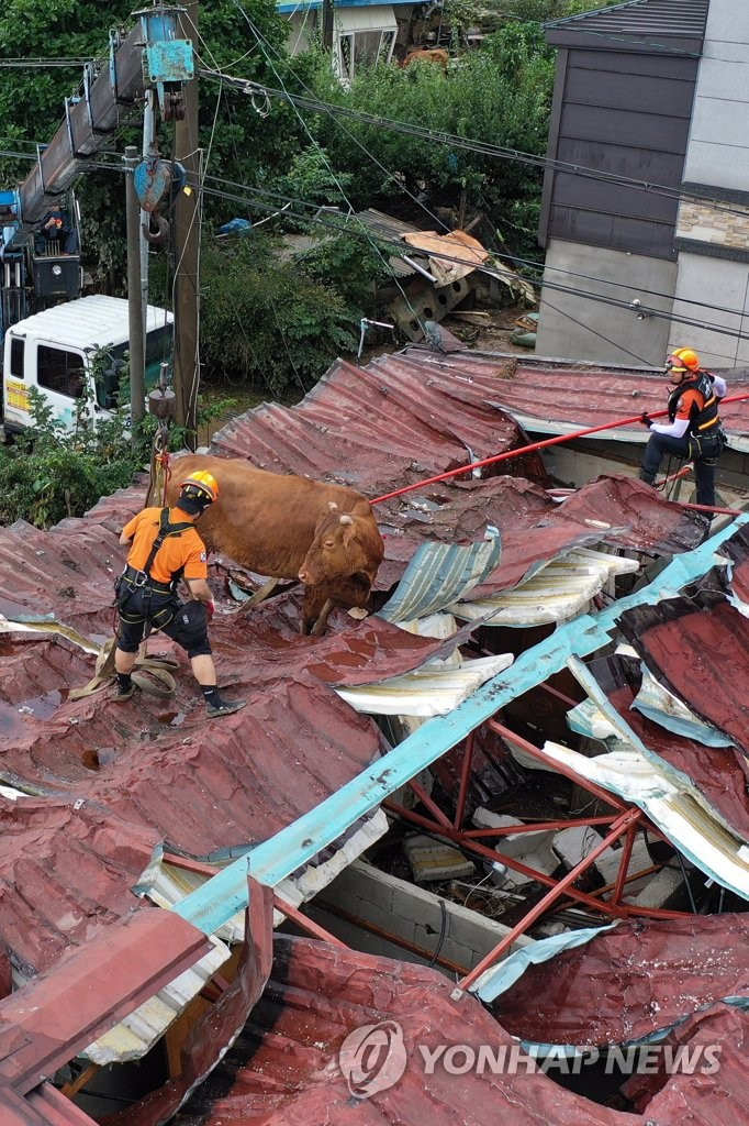 全羅南道求禮郡的某村庄住宅屋頂上，一隻“上了房”的牛正在接受救助隊的救援。