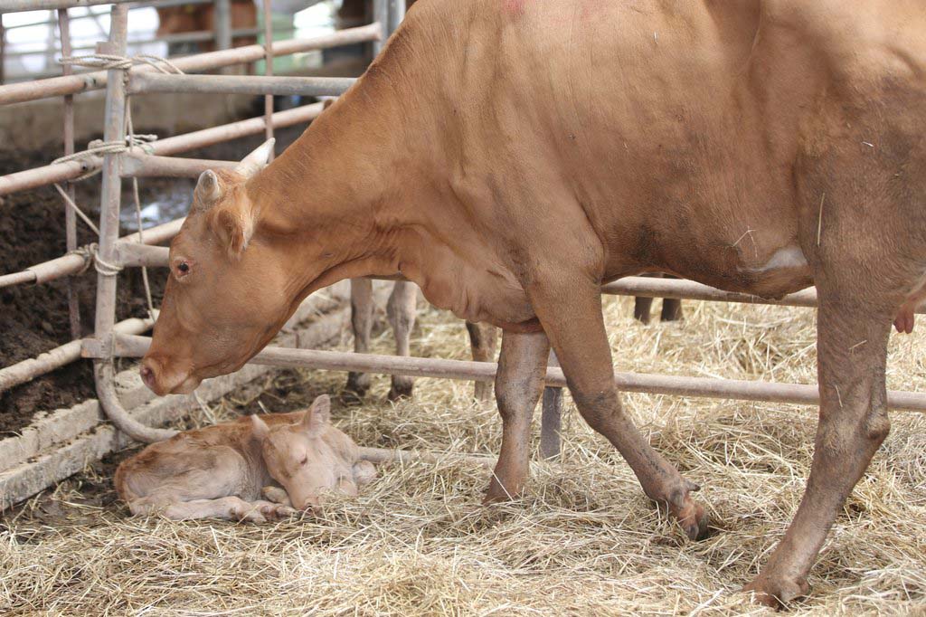 “劫后余生”的一隻雌性黃牛正在照顧幼崽。