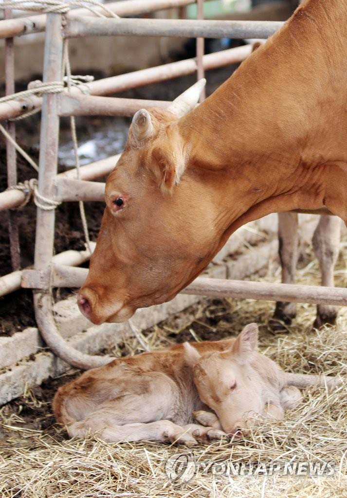  “劫后余生”的一隻雌性黃牛正在照顧幼崽。