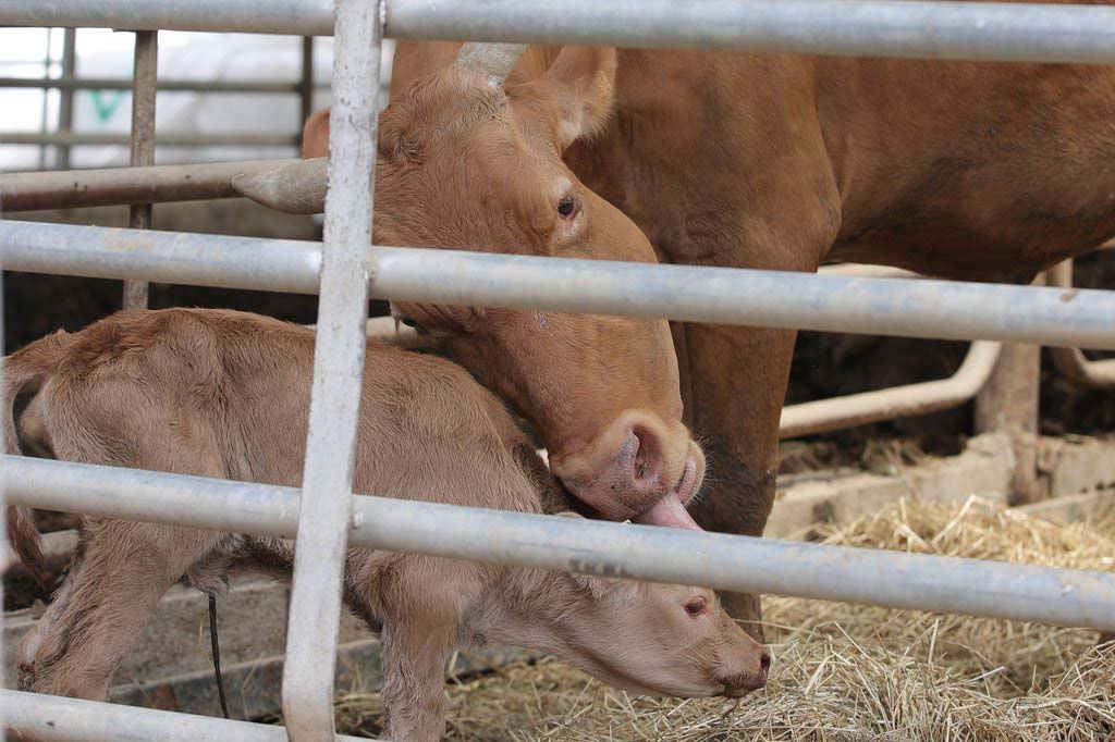  “劫后余生”的一隻雌性黃牛正在照顧幼崽。
