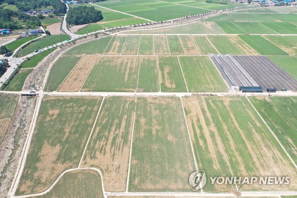 韓國全羅南道羅州水澇災害嚴重 大面積稻田枯萎【組圖】