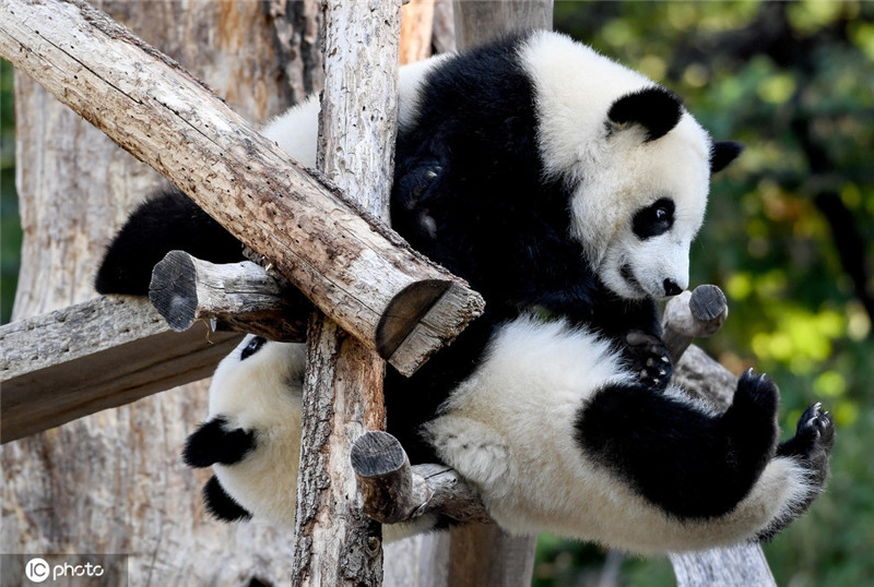 德國動物園大熊貓雙胞胎嬉戲打鬧萌化人心
