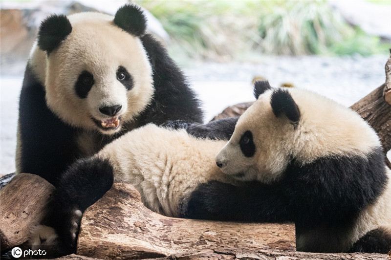 太萌了！柏林動物園雙胞胎大熊貓躺地吃竹子嬉戲打鬧