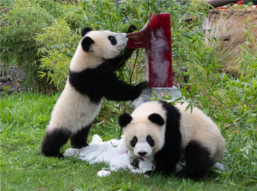 德國柏林動物園為大熊貓雙胞胎慶生