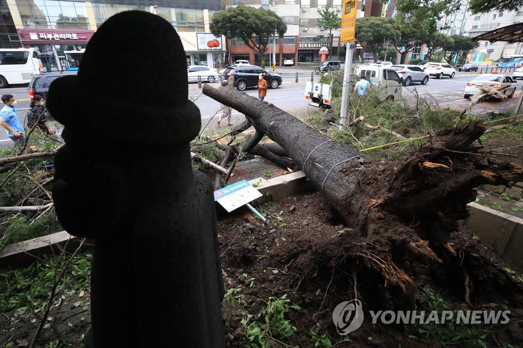 台風“美莎克”襲擊濟州后，9月3日上午，在濟州市漢拿醫院附近道路上，院方相關工作人員正在清理倒在步行道上的一棵大樹。
