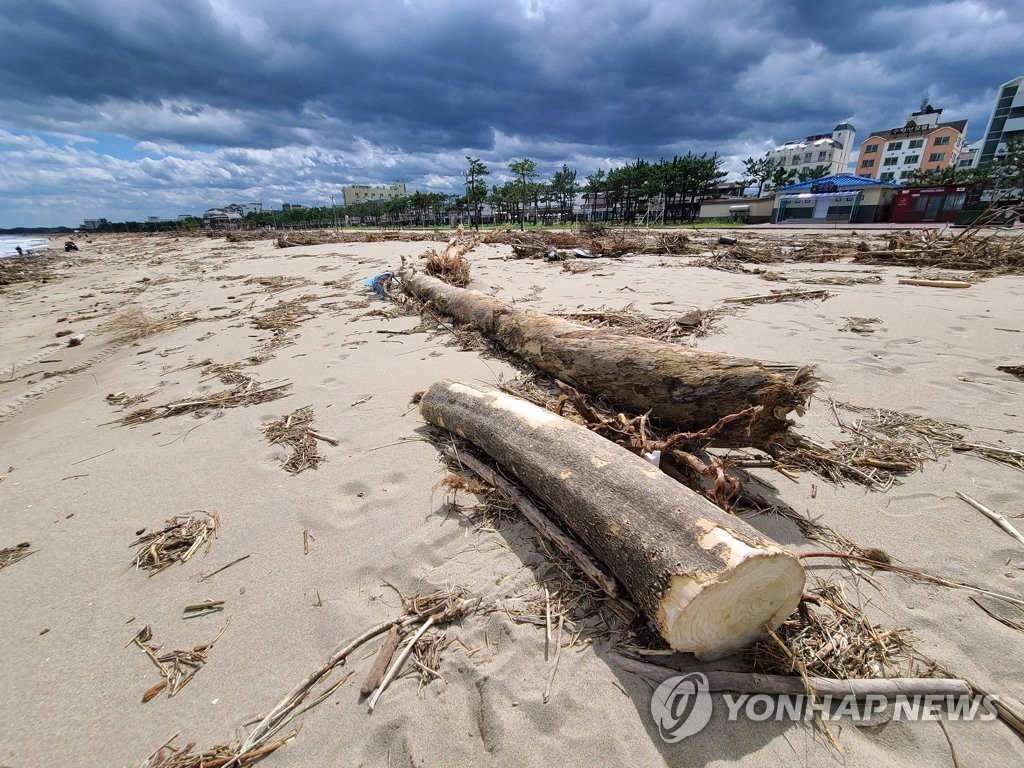 8日，韓國江原道的洛山海邊，受台風過境影響，被截斷的樹木躺倒在沙灘上。