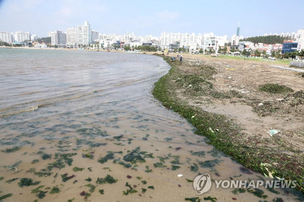 近日，慶尚北道浦項市海岸海草雜亂，到處是都是台風過境后帶來的垃圾。