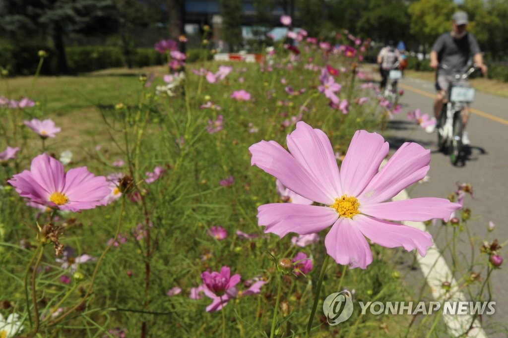 13日，首爾汝矣島漢江公園內的波斯菊迎著秋風恣意綻放。