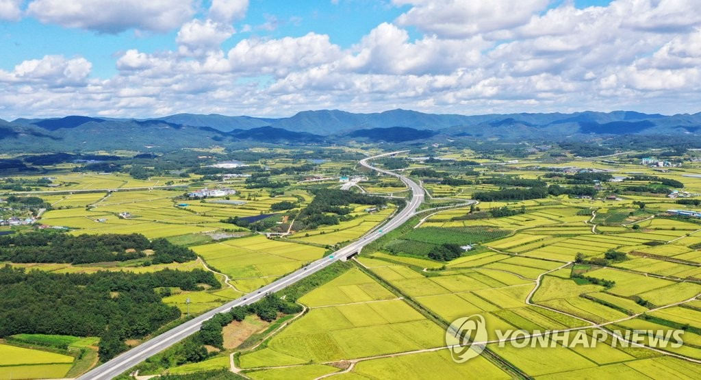 韓國慶尚北道一帶的稻田逐漸成熟，等待果實豐收。
