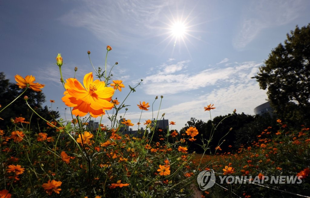11日，秋風送爽，首爾市鬆坡區奧林匹克公園內，嬌嫩的黃色波斯菊款款綻放，惹人憐愛。