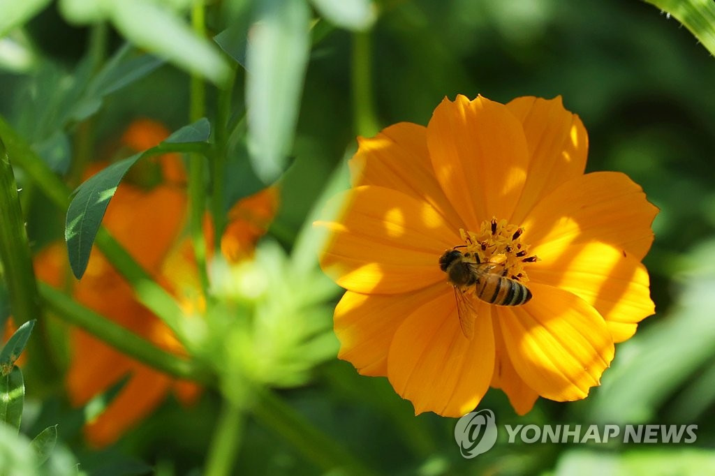 11日，天氣晴朗，首爾市鬆坡區奧林匹克公園的波斯菊吸引蜜蜂前來採蜜。