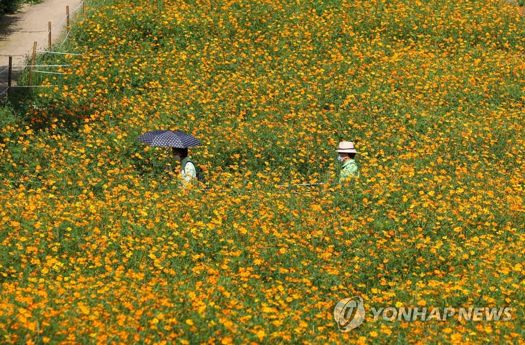 11日，秋風送爽，首爾市鬆坡區奧林匹克公園內，嬌嫩的黃色波斯菊款款綻放，惹人憐愛。
