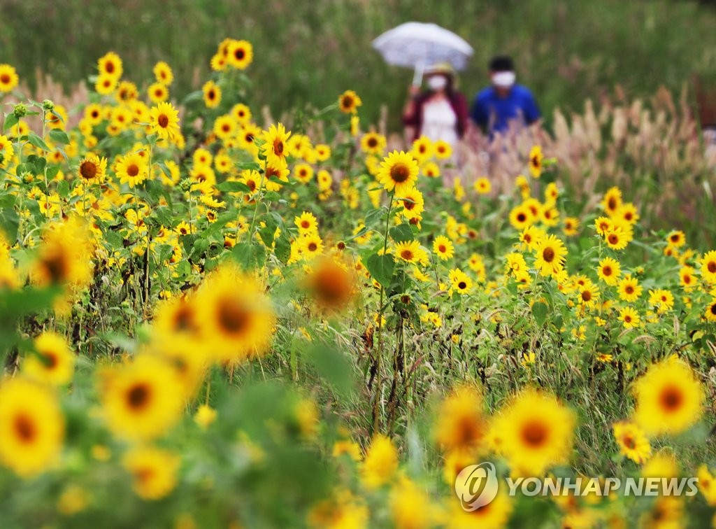 11日下午，京畿道始興市河溝生態公園內，金燦燦的向日葵在秋風中笑意盈盈，迎接著游客和秋日的到來。