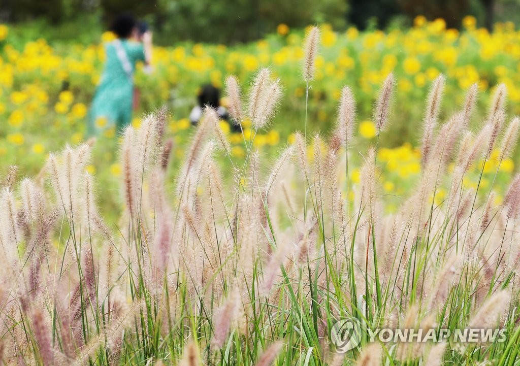 11日下午，市民來到京畿道始興市河溝生態公園賞初秋勝景。狼尾草、向日葵的身姿在秋風中獨具韻味，見証秋日美好。
