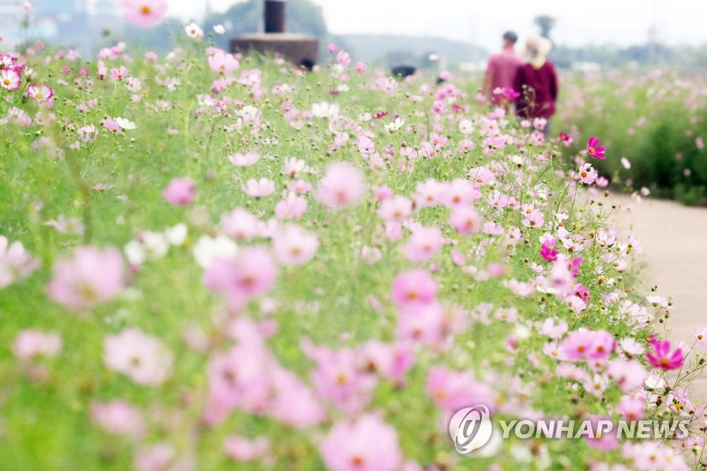 11日，韓國慶尚北道慶山市琴湖江邊的波斯菊競相綻放，惹人駐足觀望。