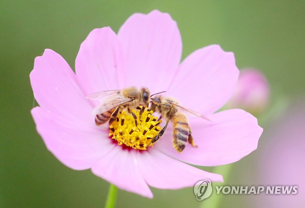 11日，韓國慶尚北道慶山市琴湖江邊的波斯菊競相綻放。聞香而來的蜜蜂們在花叢中忙碌地採集蜂蜜。
