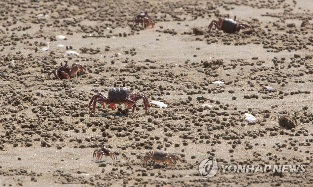 21日，在有父島的海灘上，沙蟹們正在進行捕食活動。