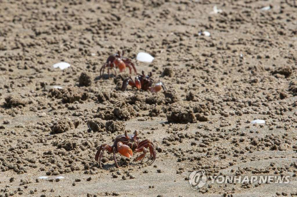 21日，在有父島的海灘上，沙蟹們正在進行捕食活動。