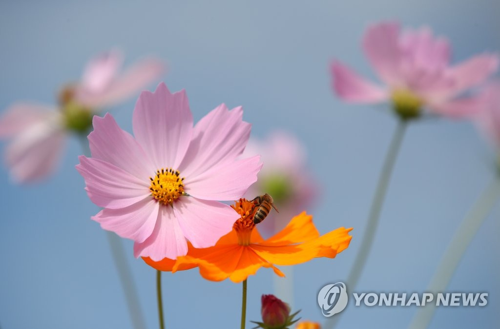 24日，在韓國全羅南道羅州市的德德爾江邊，一簇簇波斯菊迎著秋風恣意綻放。