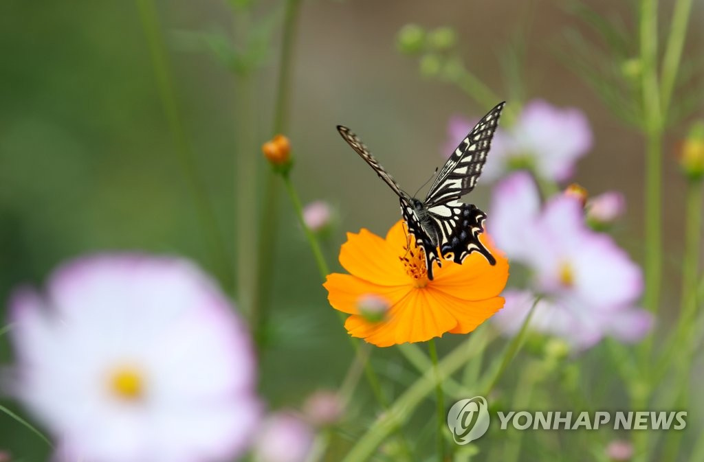 24日，在韓國全羅南道羅州市的德德爾江邊，一隻蝴蝶沉醉在波斯菊的花香中。
