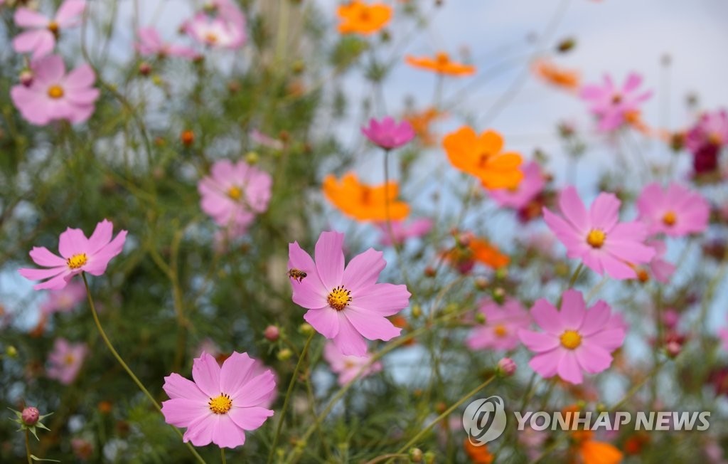 24日，在韓國全羅南道羅州市的德德爾江邊，一簇簇波斯菊迎著秋風恣意綻放。