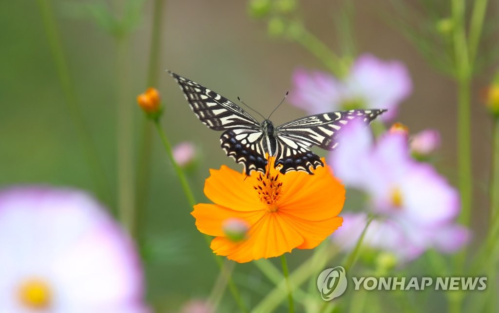 24日，在韓國全羅南道羅州市的德德爾江邊，一隻蝴蝶沉醉在波斯菊的花香中。