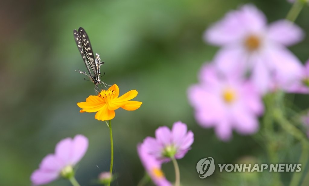 24日，韓國全羅南道羅州市德德爾江邊，一隻蝴蝶沉醉在波斯菊的花香中。