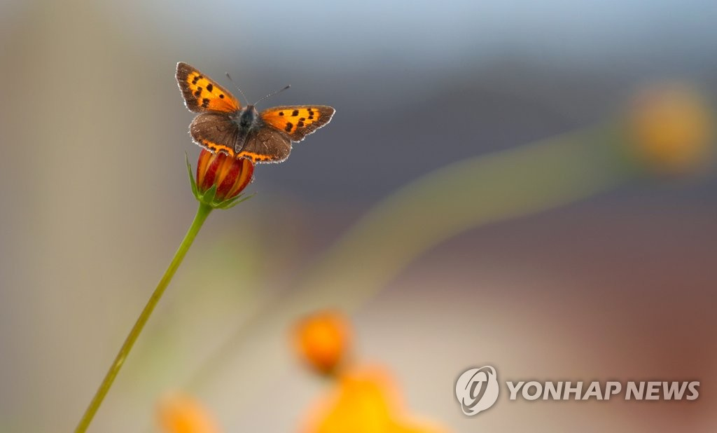 24日，韓國全羅南道羅州市德德爾江邊，一隻蝴蝶在波斯菊的花蕾上小憩。