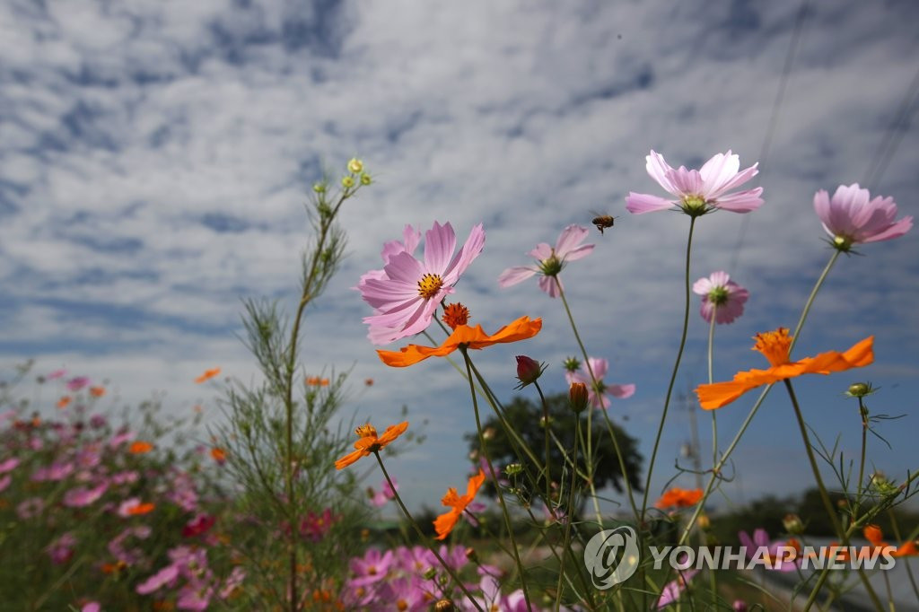 24日，在韓國全羅南道羅州市德德爾江邊，一簇簇波斯菊迎著秋風恣意綻放。