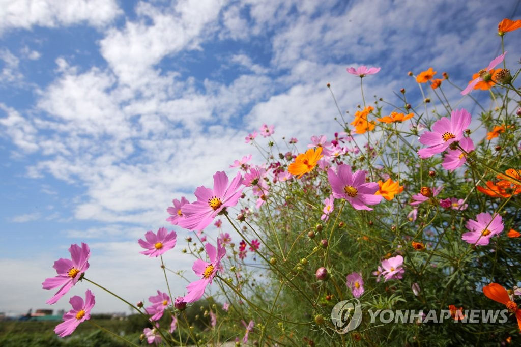 24日，在韓國全羅南道羅州市德德爾江邊，一簇簇波斯菊迎著秋風恣意綻放。