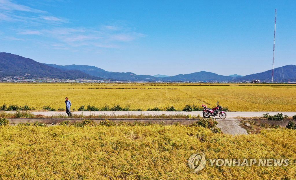 10月7日上午，在全羅南道寶城郡得梁面，一位農民站在稻田邊。