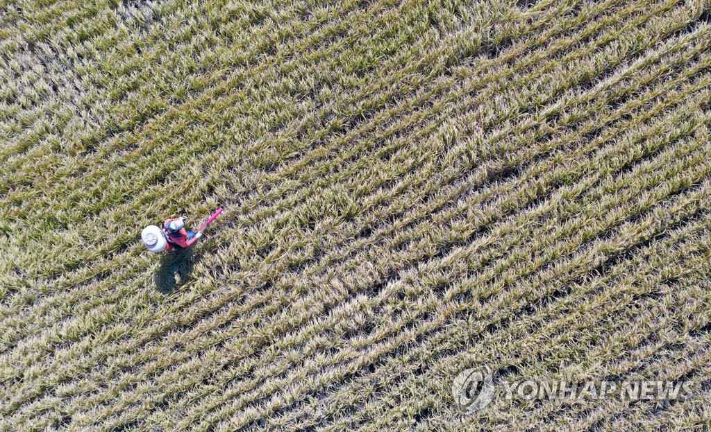 10月7日上午，在全羅南道寶城郡得梁面，成熟的稻田即將收割。一位農民正在噴洒農藥防止病虫害發生。