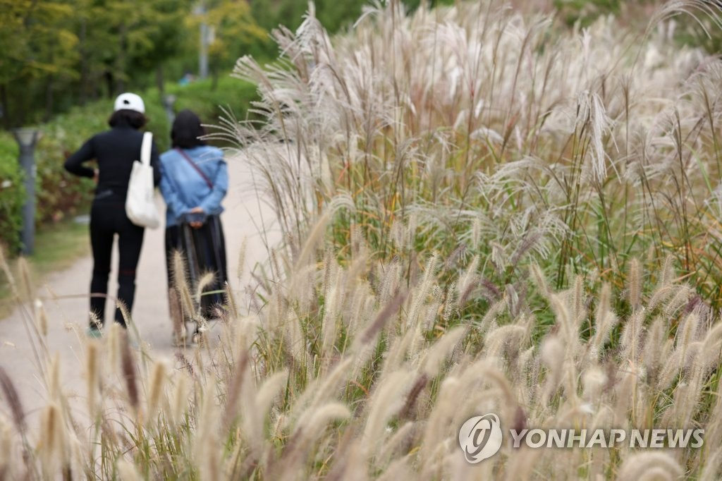10月11日，韓國秋高氣爽，市民們悠閑地在首爾麻浦區延南洞的林蔭道旁散步，享受周末的愜意時光。