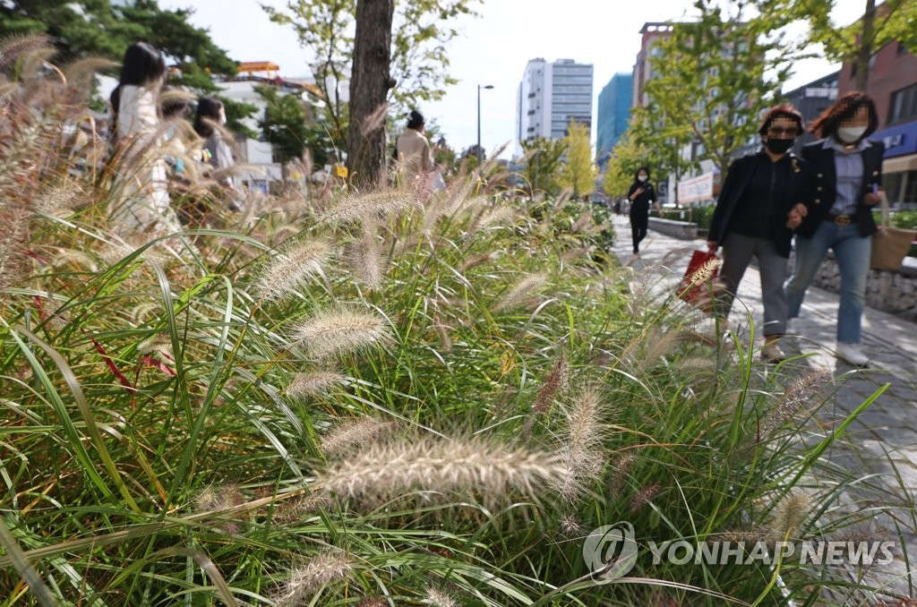 10月11日，韓國秋高氣爽，市民們悠閑地在首爾麻浦區延南洞的林蔭道旁散步，享受周末的愜意時光。